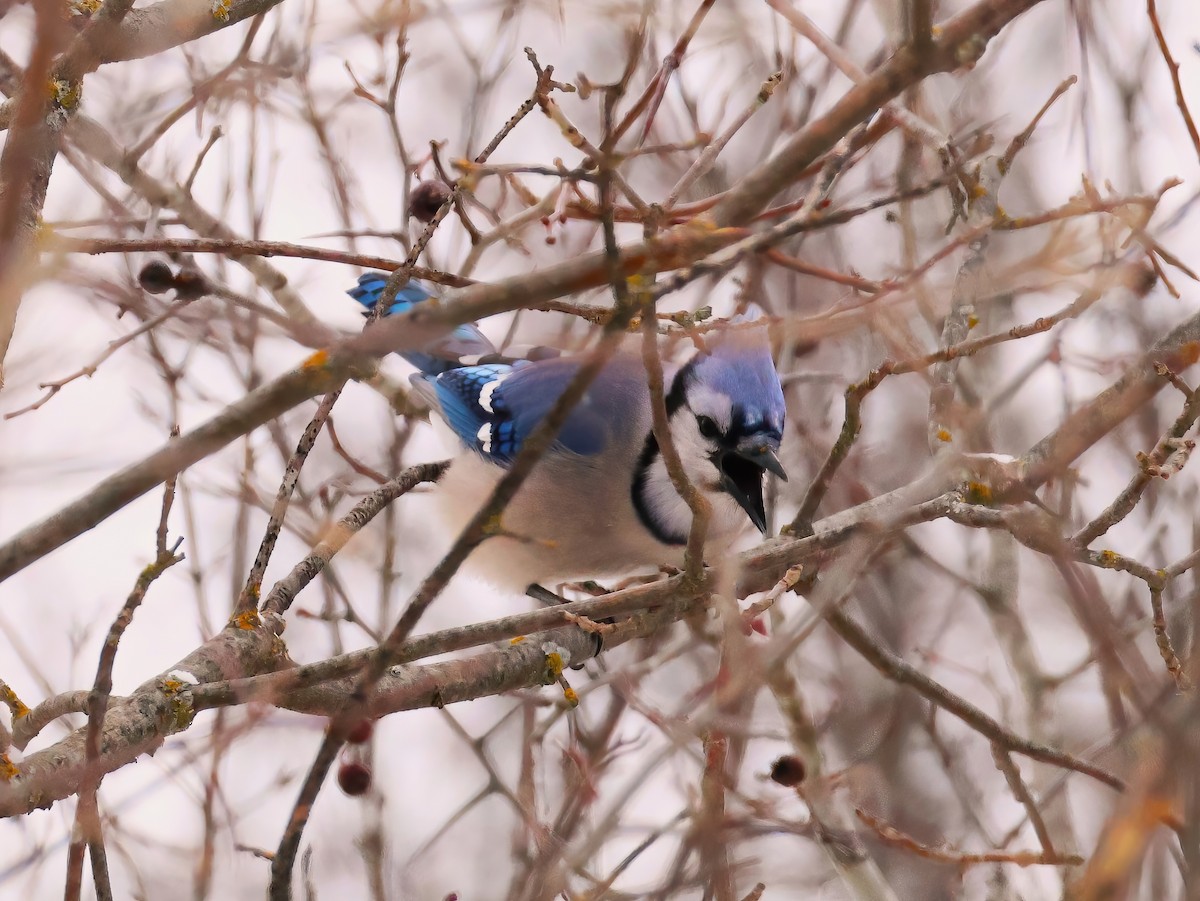 Голубая сойка - ML646669616
