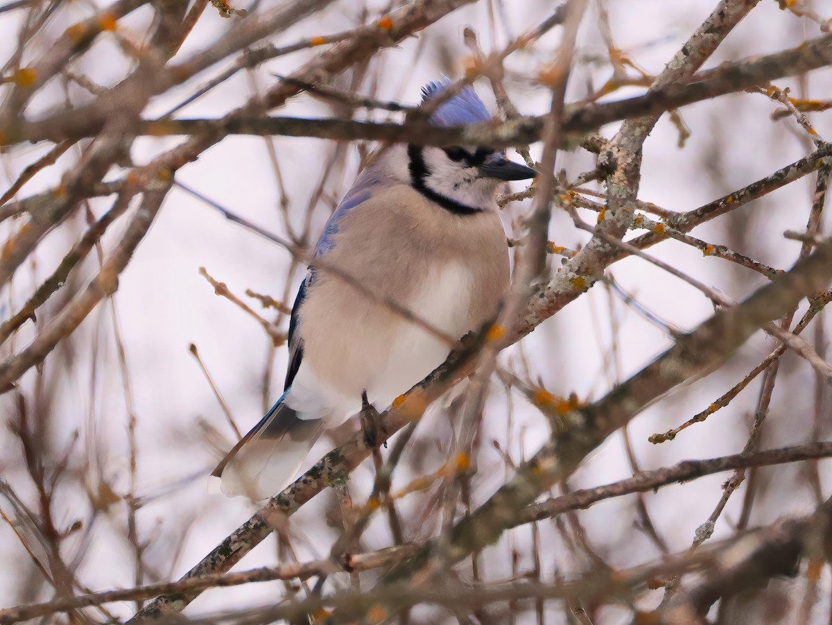 Голубая сойка - ML646669617