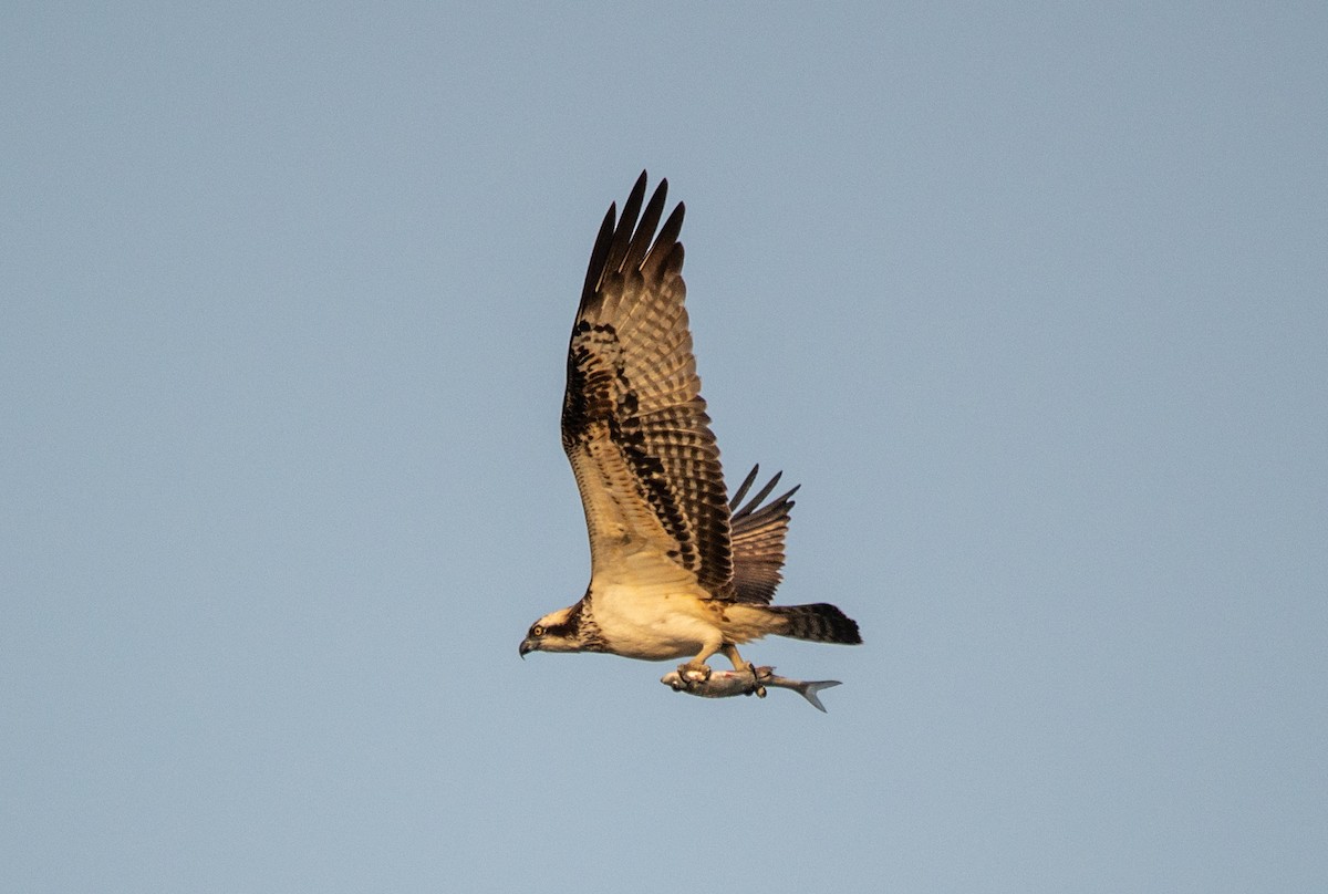 Скопа - ML646669618