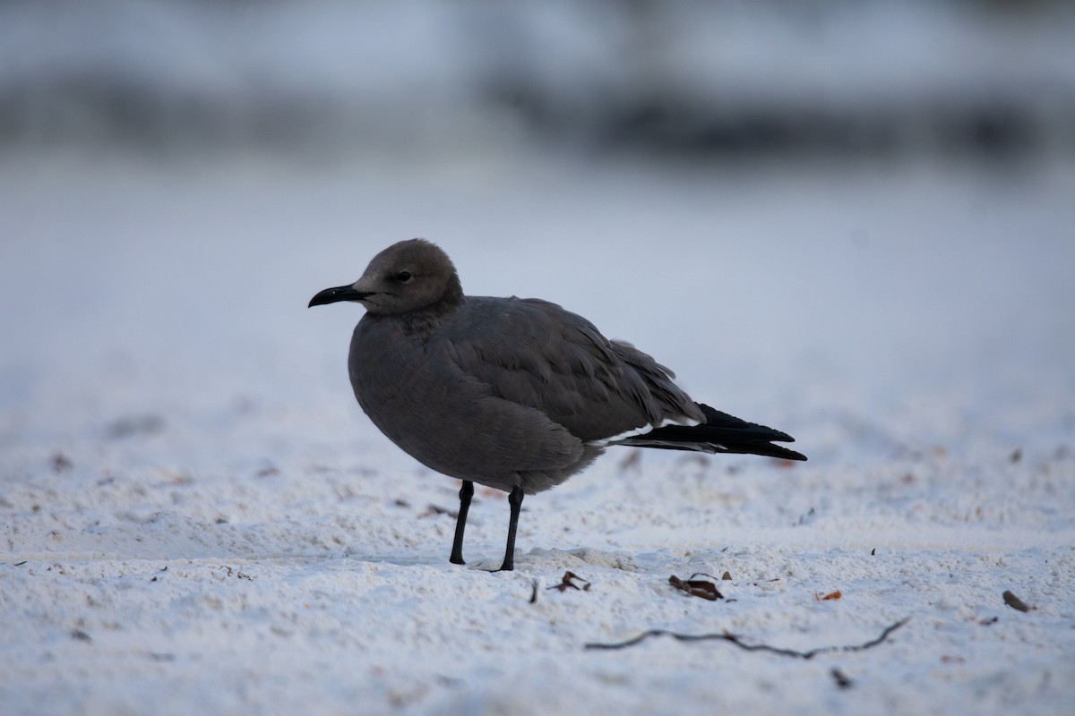 Gaviota Garuma - ML646669623