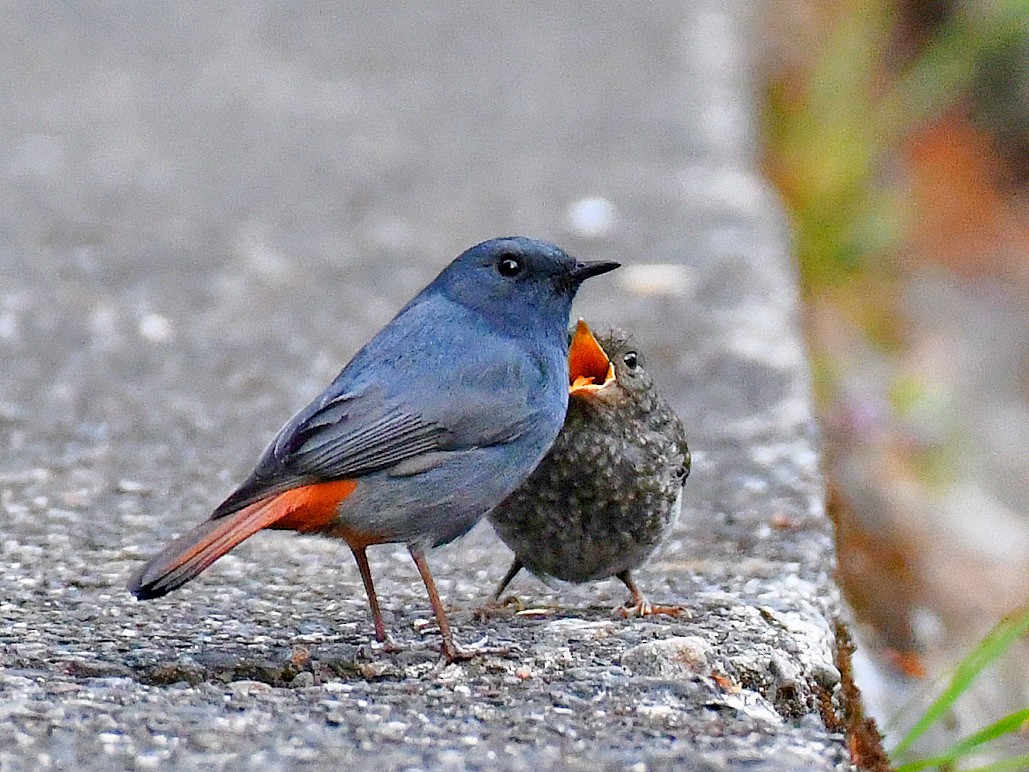 Plumbeous Redstart - ML646669624