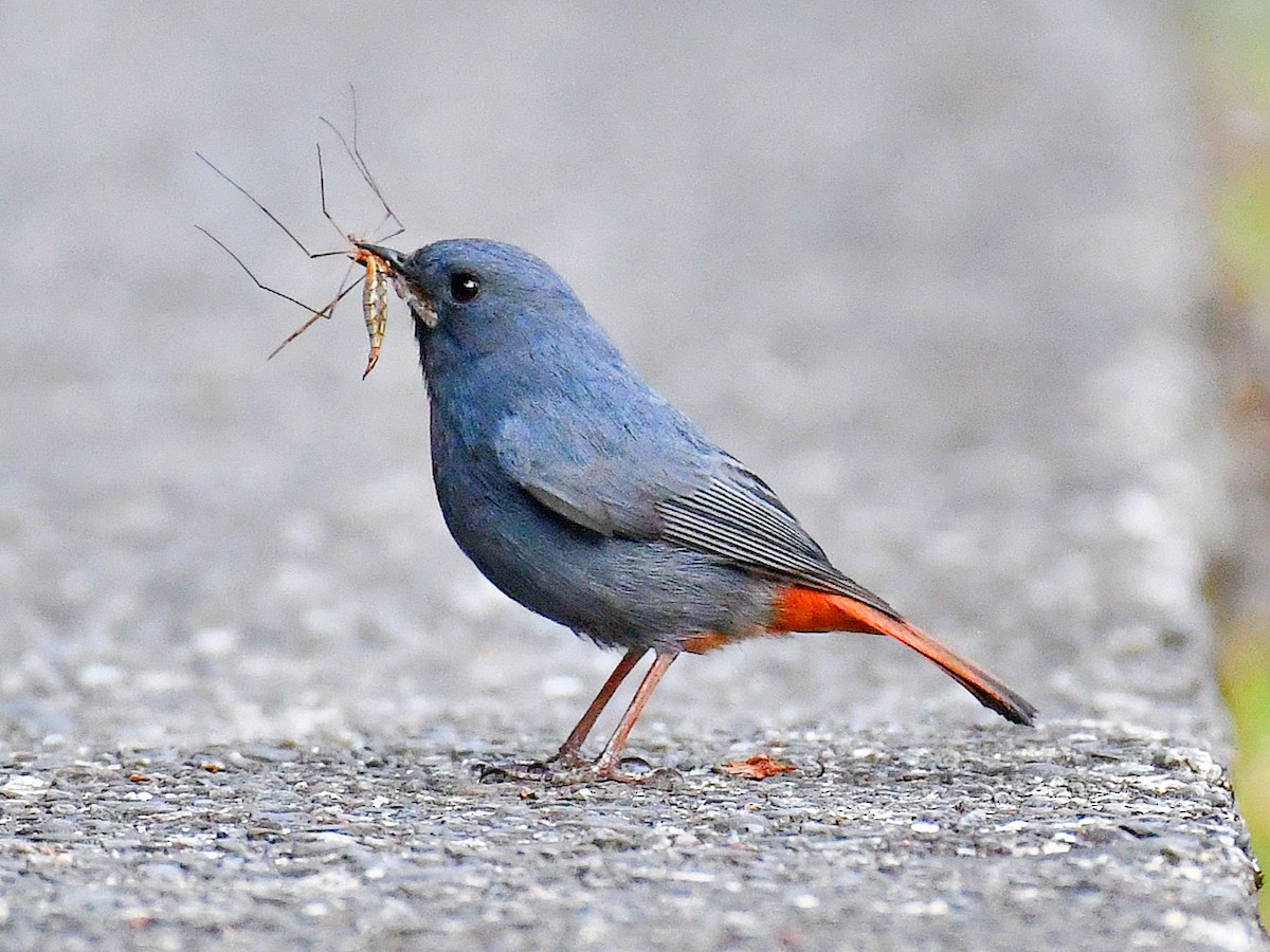 Plumbeous Redstart - ML646669625