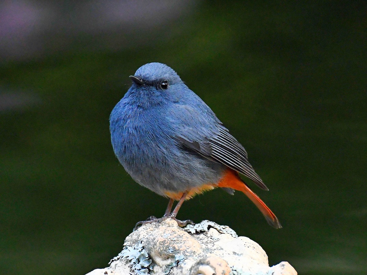 Plumbeous Redstart - ML646669626
