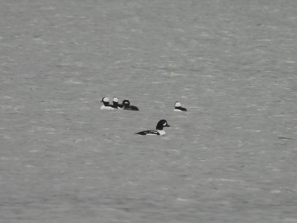 עבראש איסלנדי - ML646669629