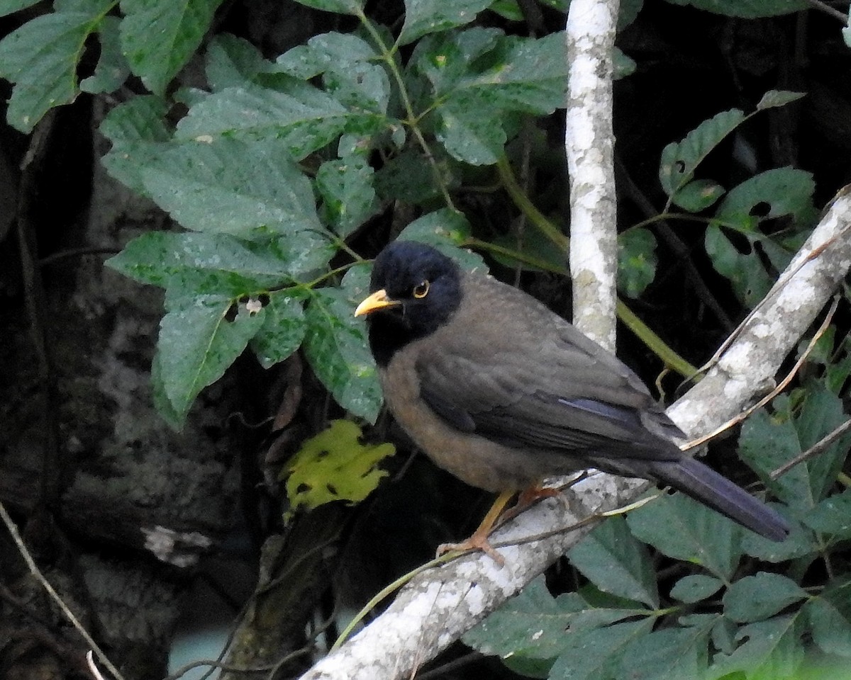 Black-hooded Thrush - ML646669633