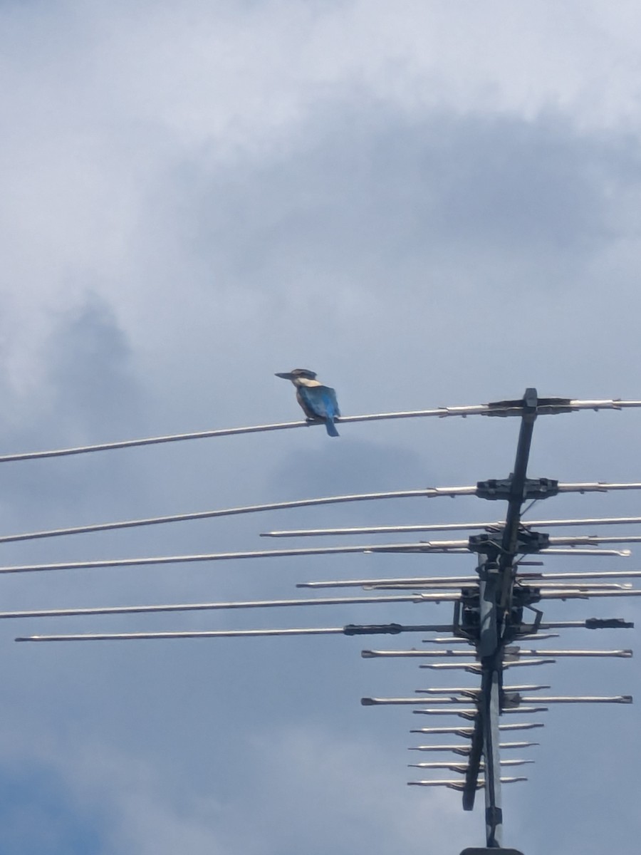 Sacred Kingfisher - ML646669636