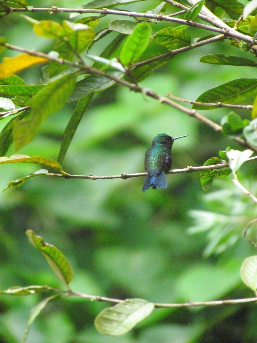 Steely-vented Hummingbird - ML646669641