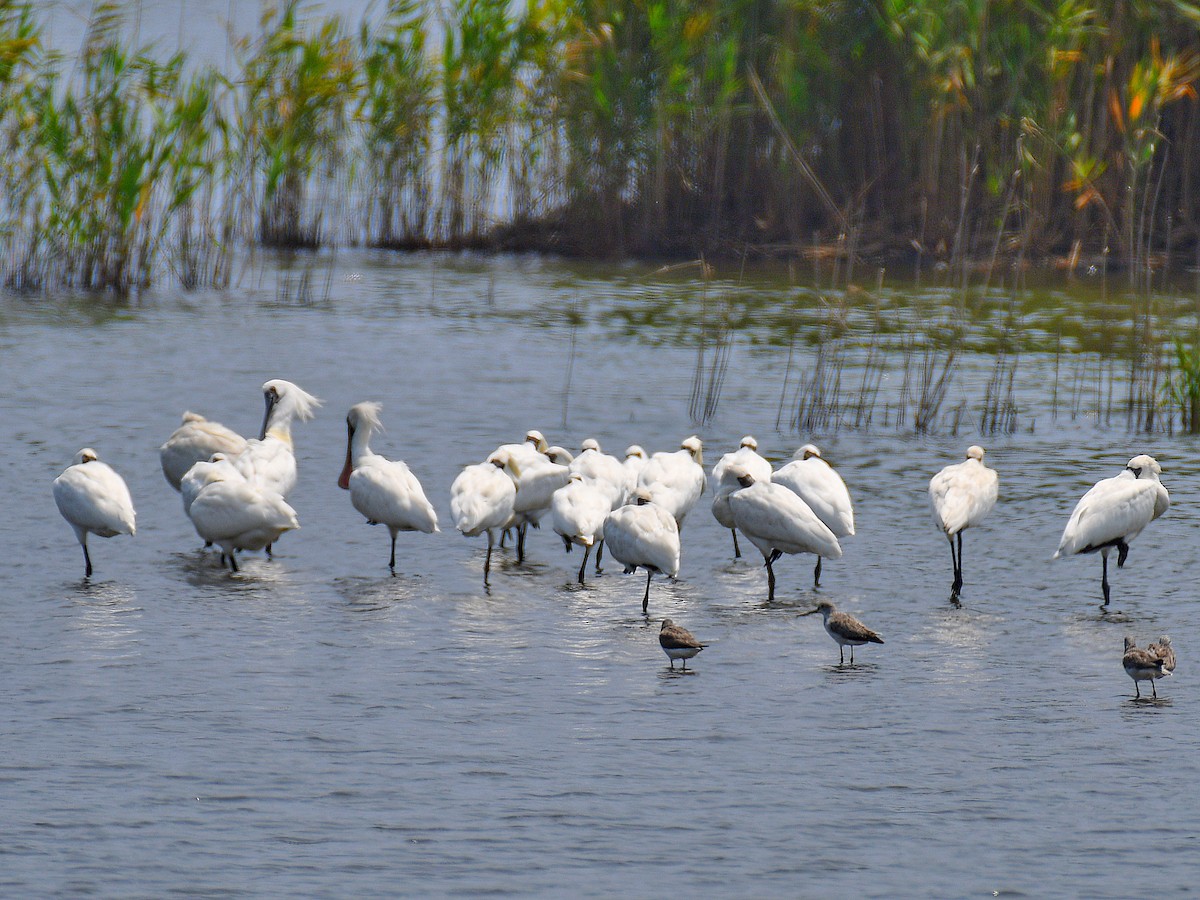 Black-faced Spoonbill - ML646669644