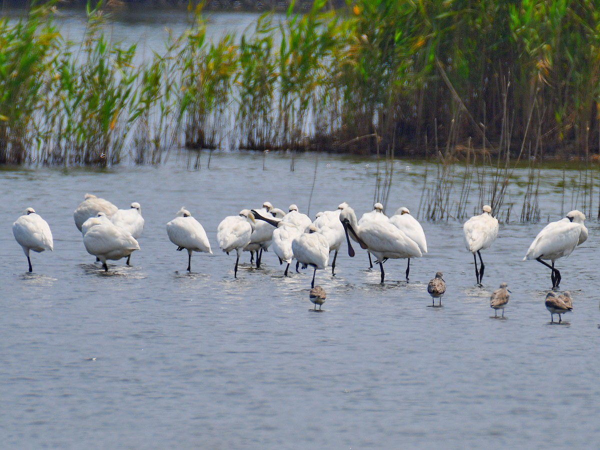Black-faced Spoonbill - ML646669645