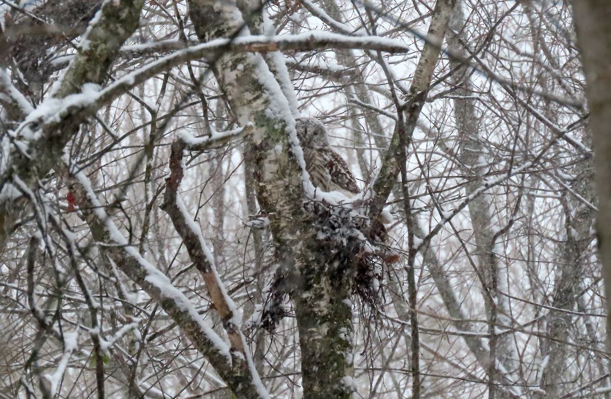Barred Owl - ML646669647