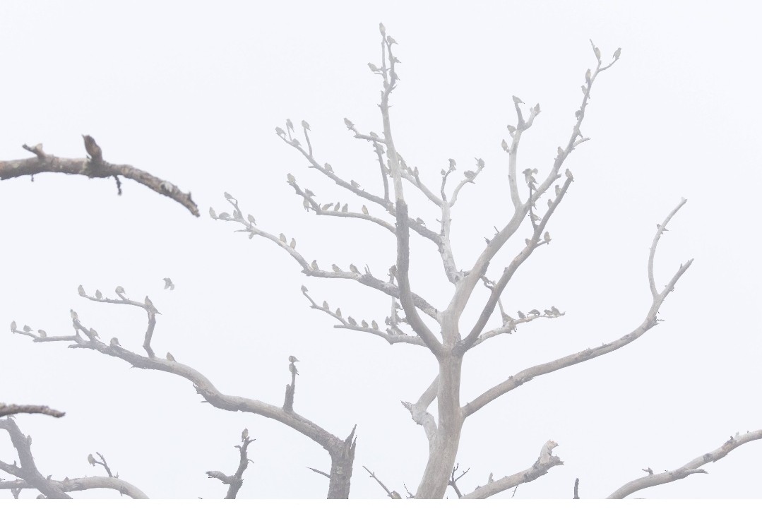 Cedar Waxwing - ML646669649