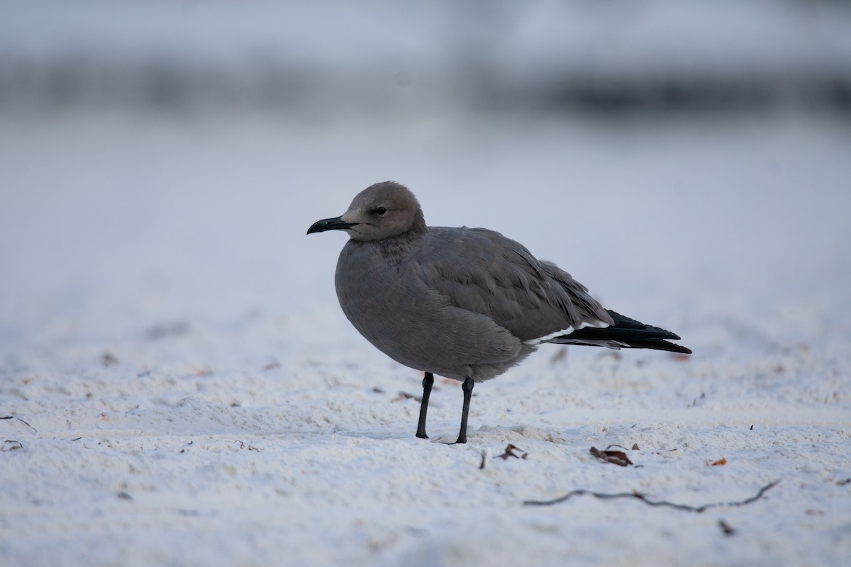 Gaviota Garuma - ML646669650