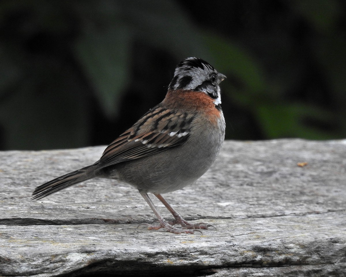 Rufous-collared Sparrow - ML646669651