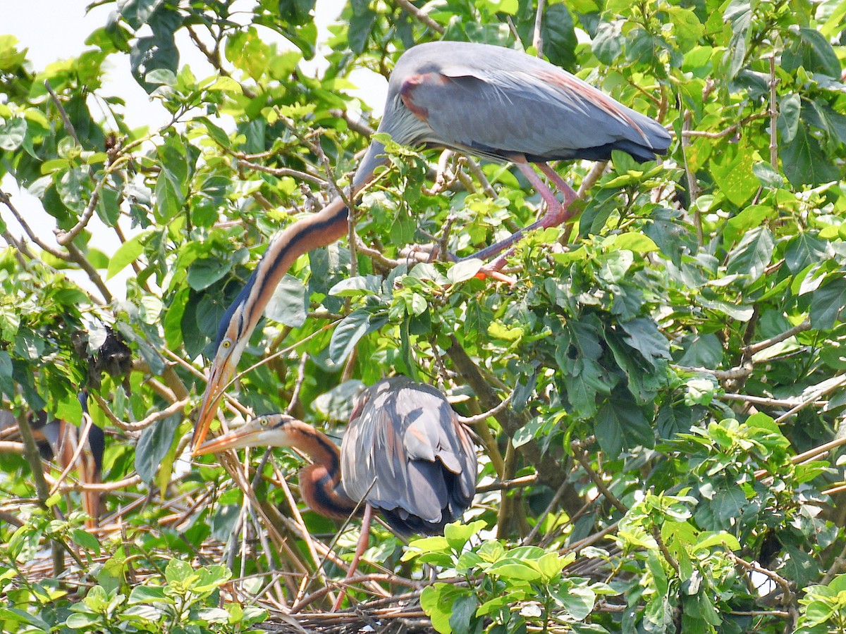 Airone rosso - ML646669652