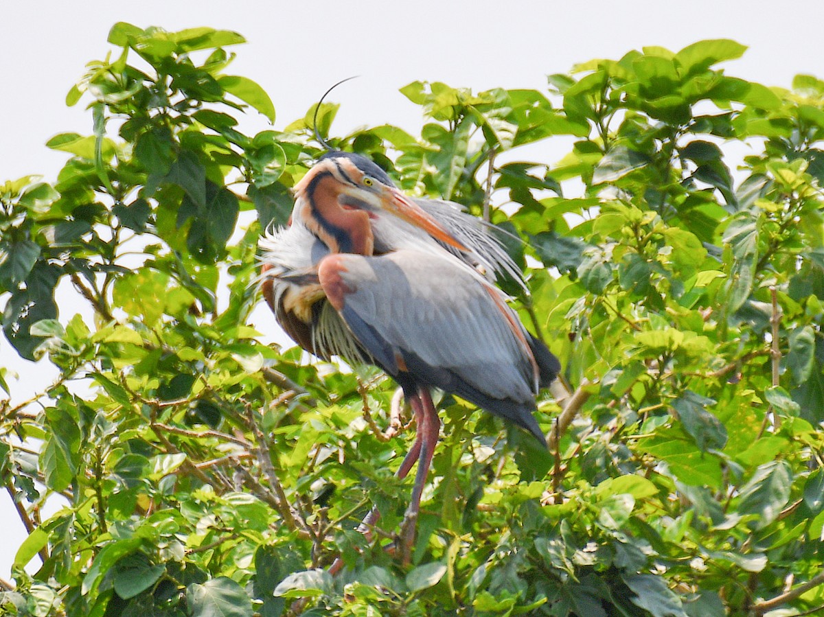 Airone rosso - ML646669653