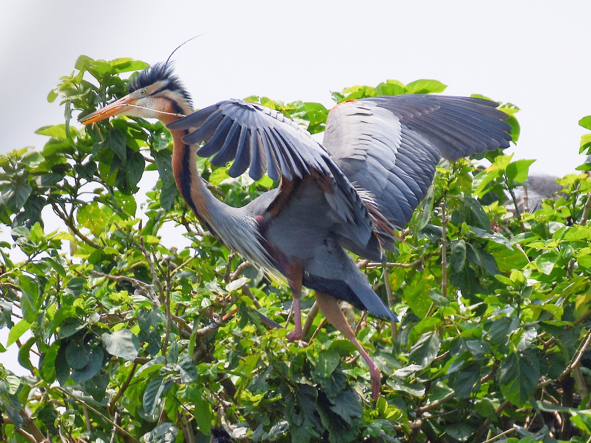 Airone rosso - ML646669654