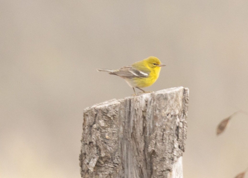Pine Warbler - ML646669655
