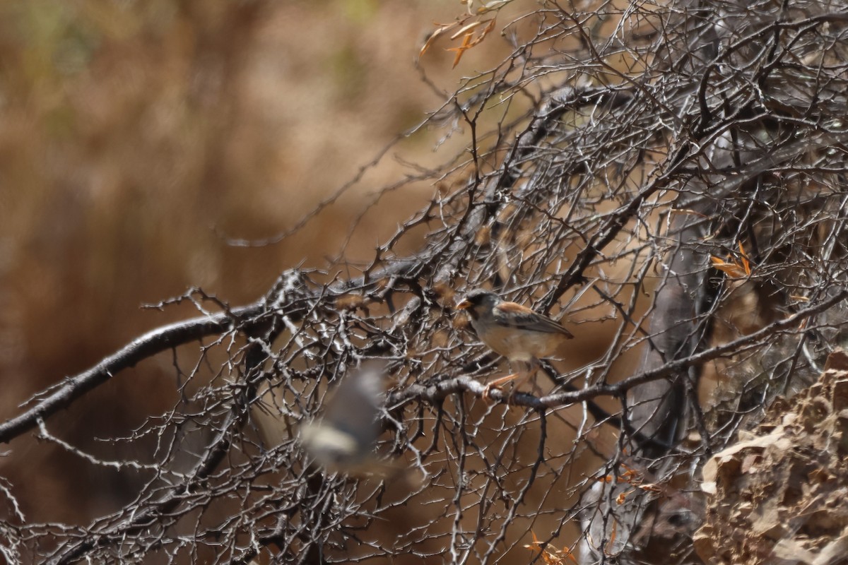 Buff-bridled Inca-Finch - ML646669656