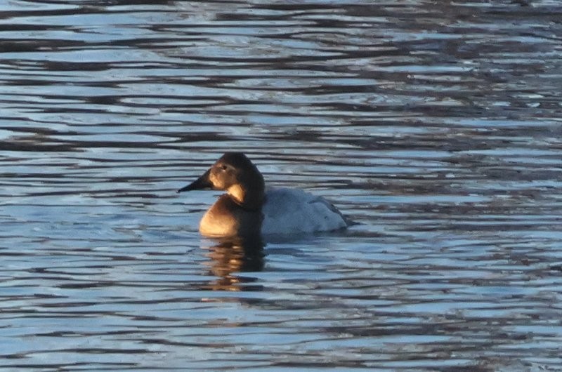 Canvasback - ML646669661