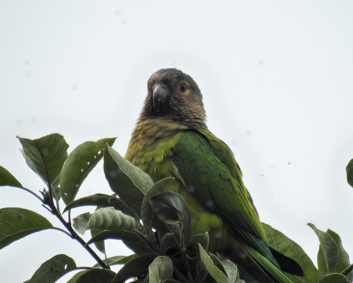 Brown-throated Parakeet - ML646669663