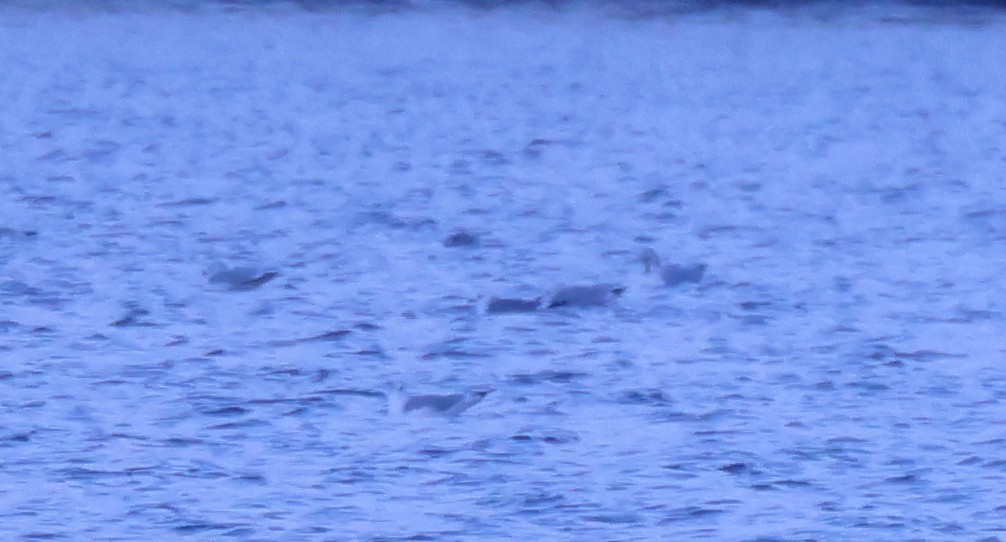 Goéland à bec court - ML646669664