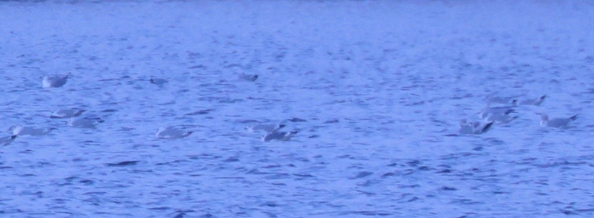 Goéland à bec court - ML646669665