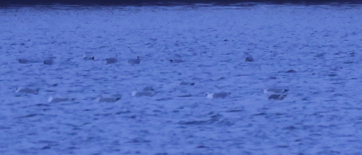 Goéland à bec court - ML646669667