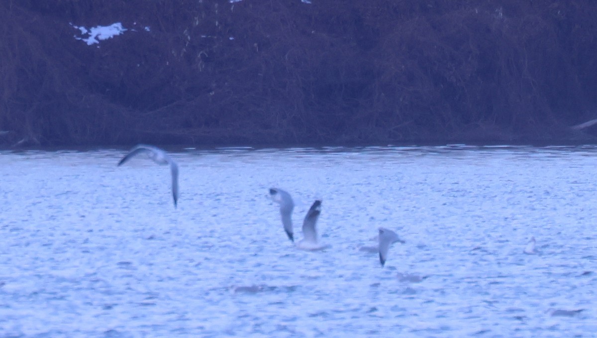 Goéland à bec court - ML646669668