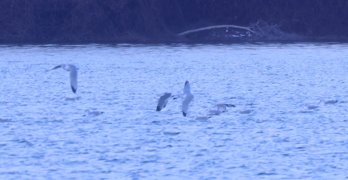 Goéland à bec court - ML646669669