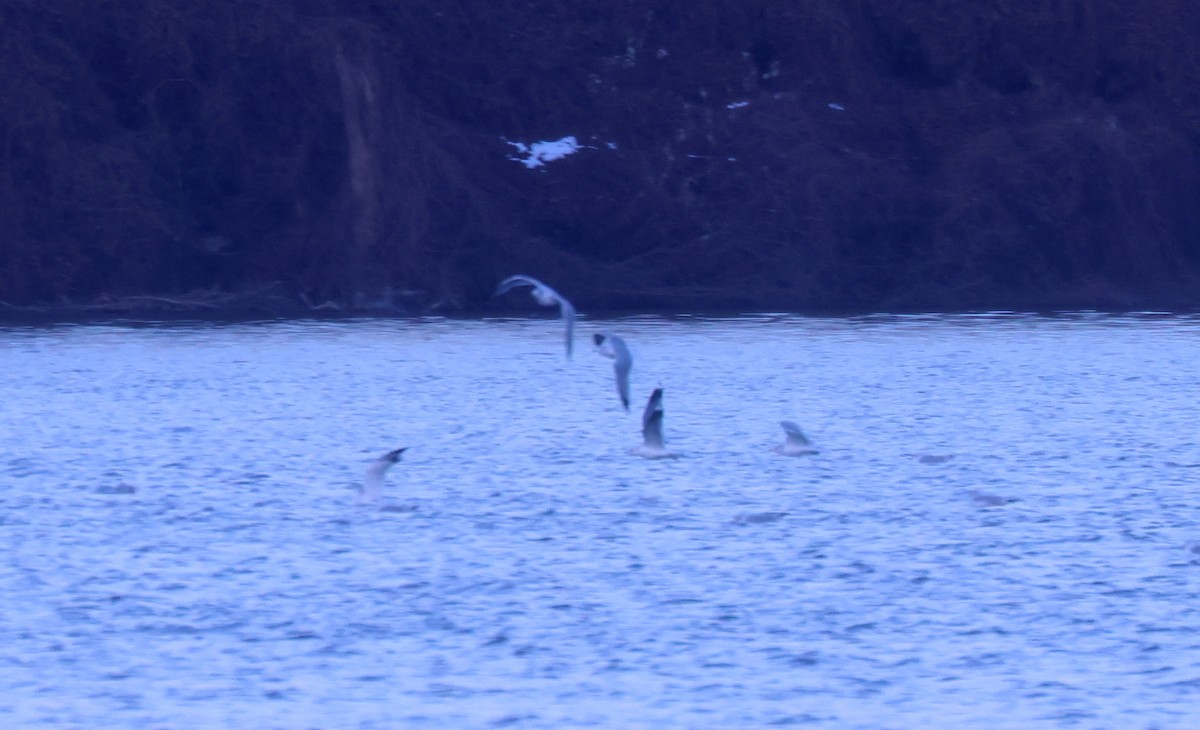 Goéland à bec court - ML646669670