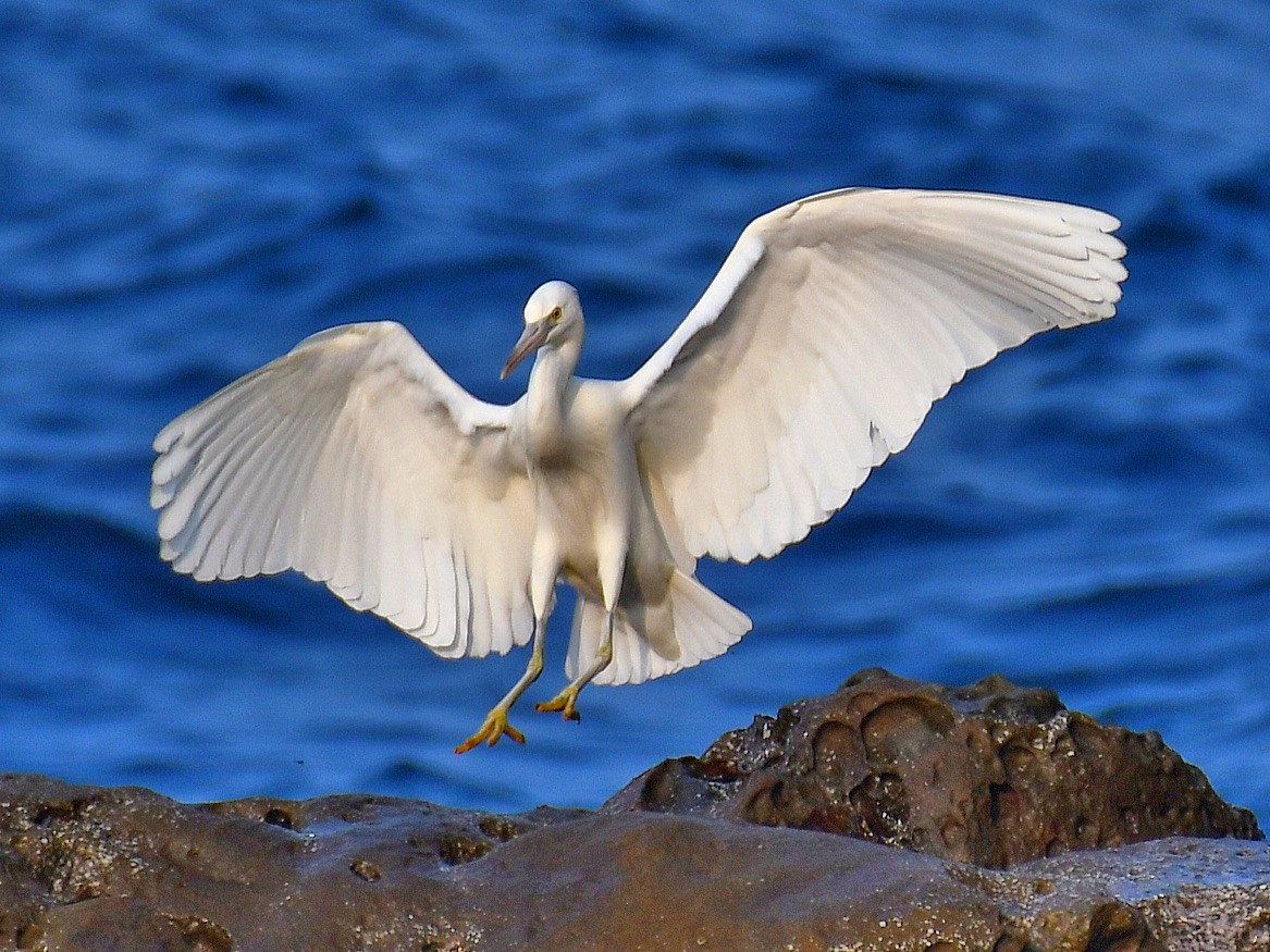 Pacific Reef-Heron - ML646669671