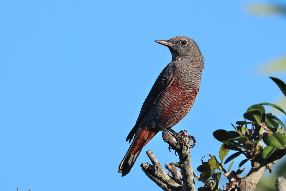 Blue Rock-Thrush - ML646669672