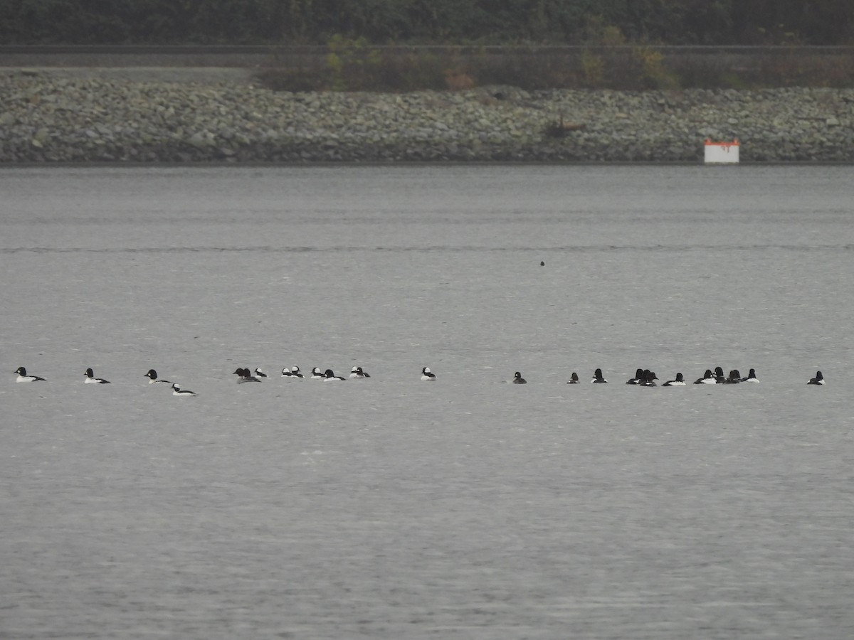 Bufflehead - ML646669676