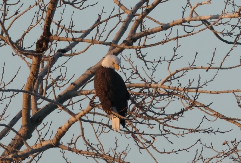 Bald Eagle - ML646669677