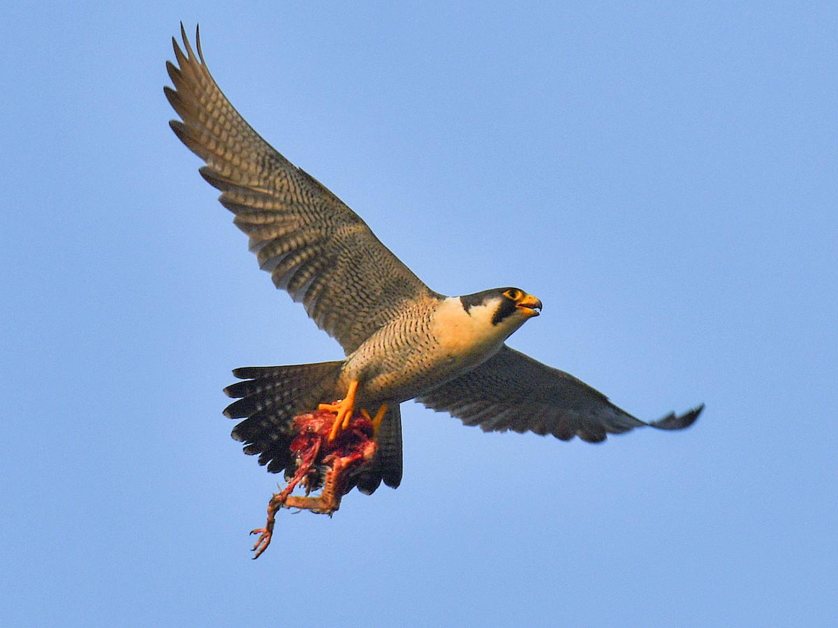 Falco pellegrino - ML646669678