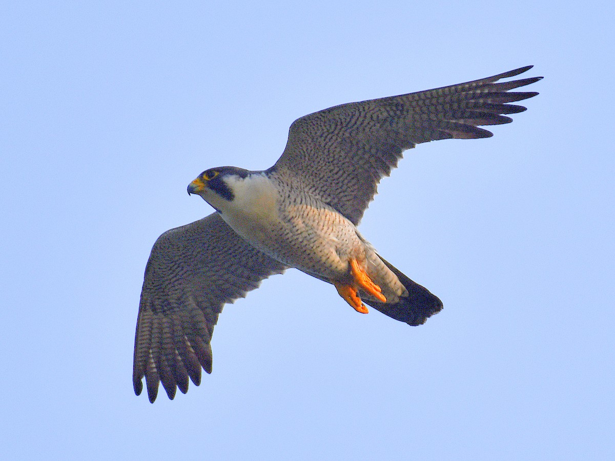 Falco pellegrino - ML646669679