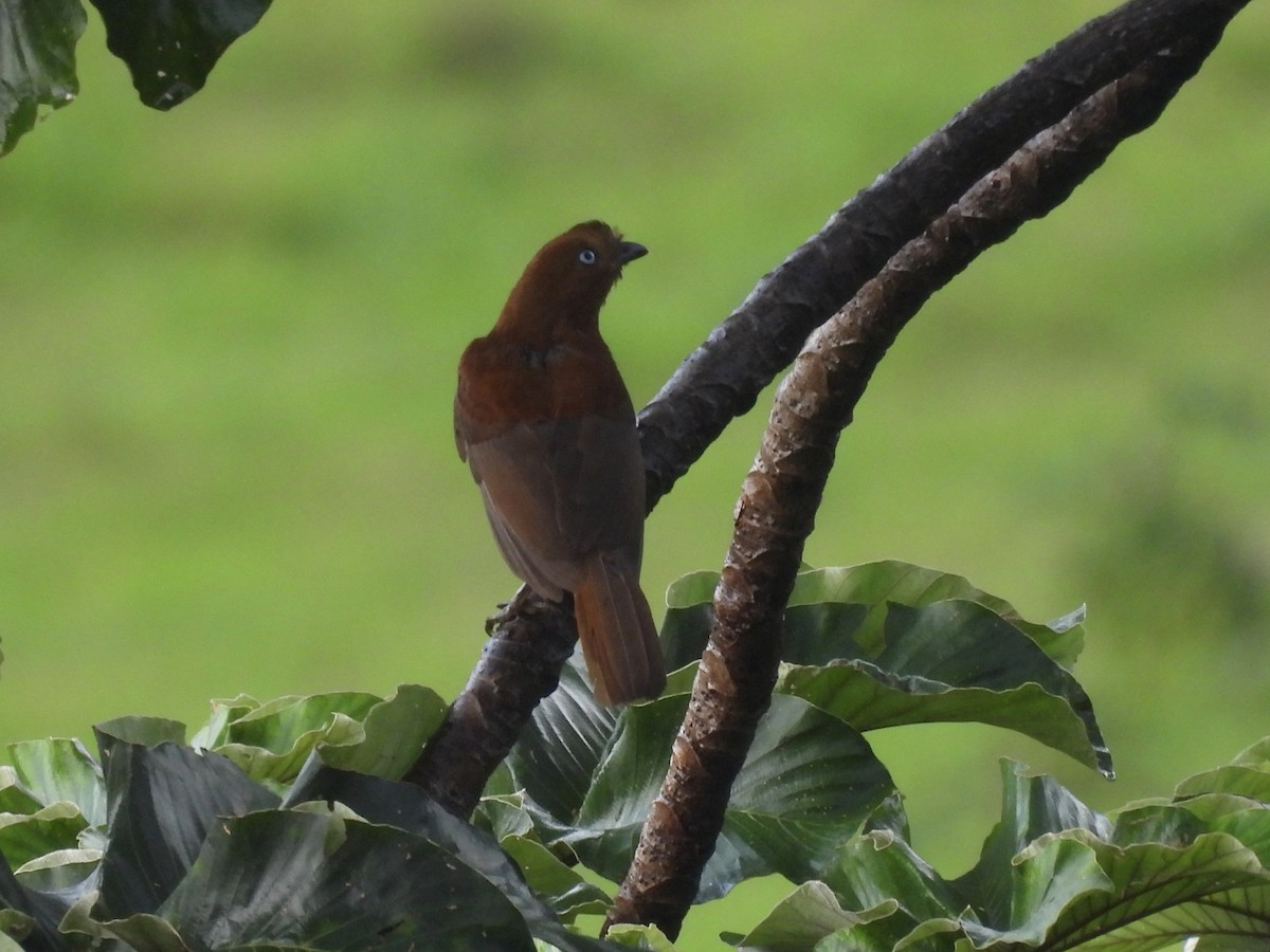 Andean Cock-of-the-rock - ML646669680