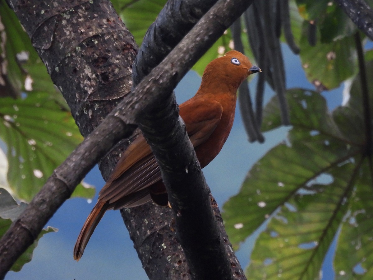 Andean Cock-of-the-rock - ML646669681