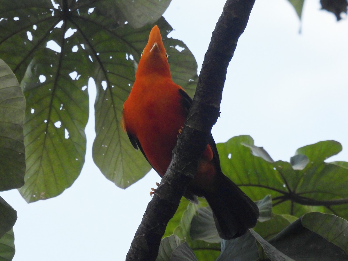 Andean Cock-of-the-rock - ML646669682