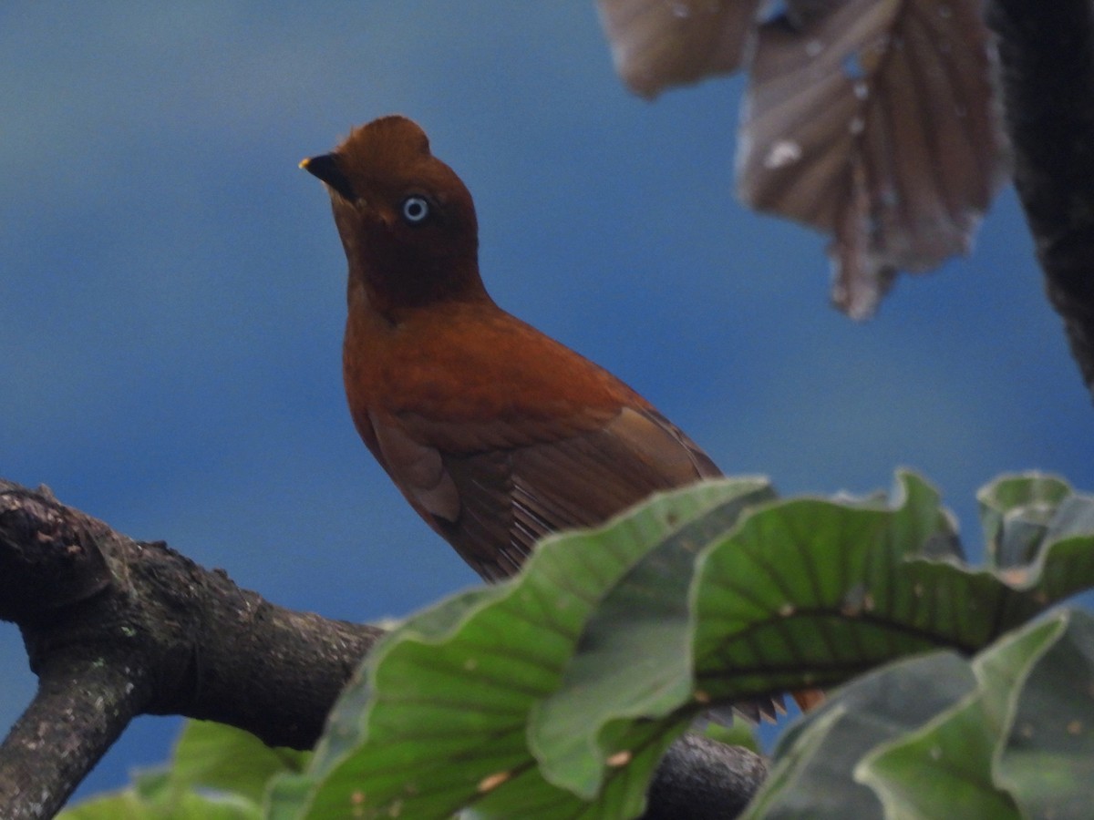 Andean Cock-of-the-rock - ML646669683