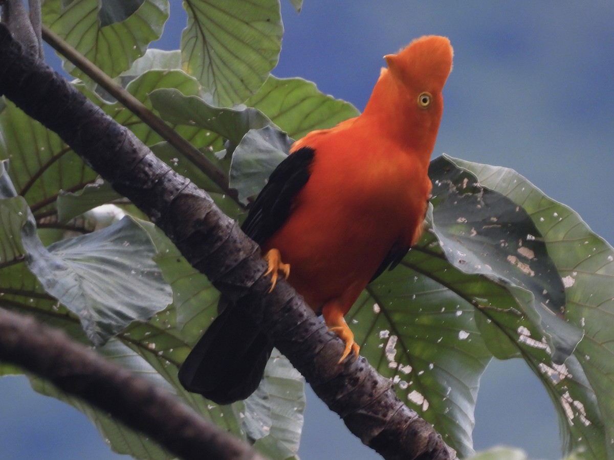 Andean Cock-of-the-rock - ML646669685