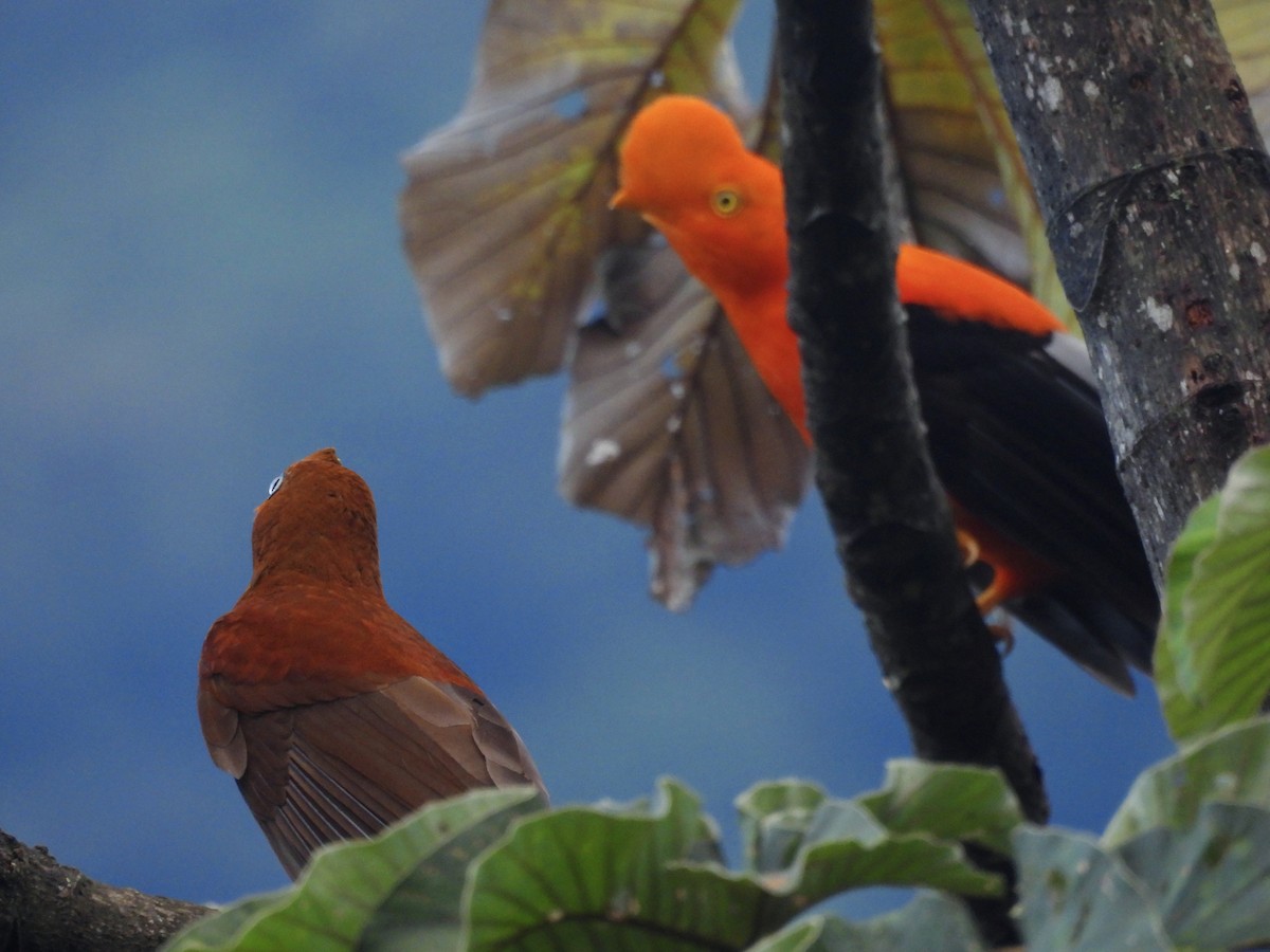 Andean Cock-of-the-rock - ML646669686