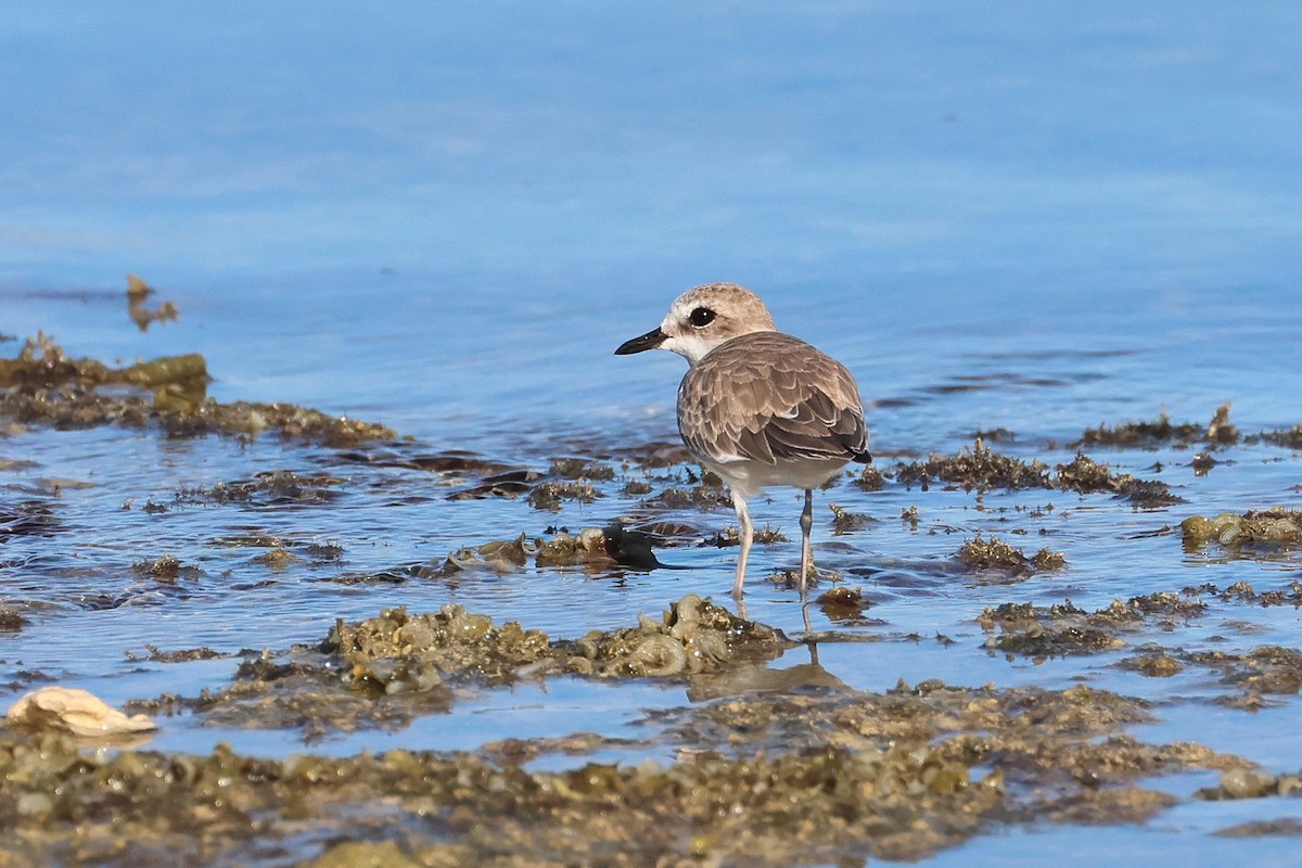 Kentish Plover - ML646669687