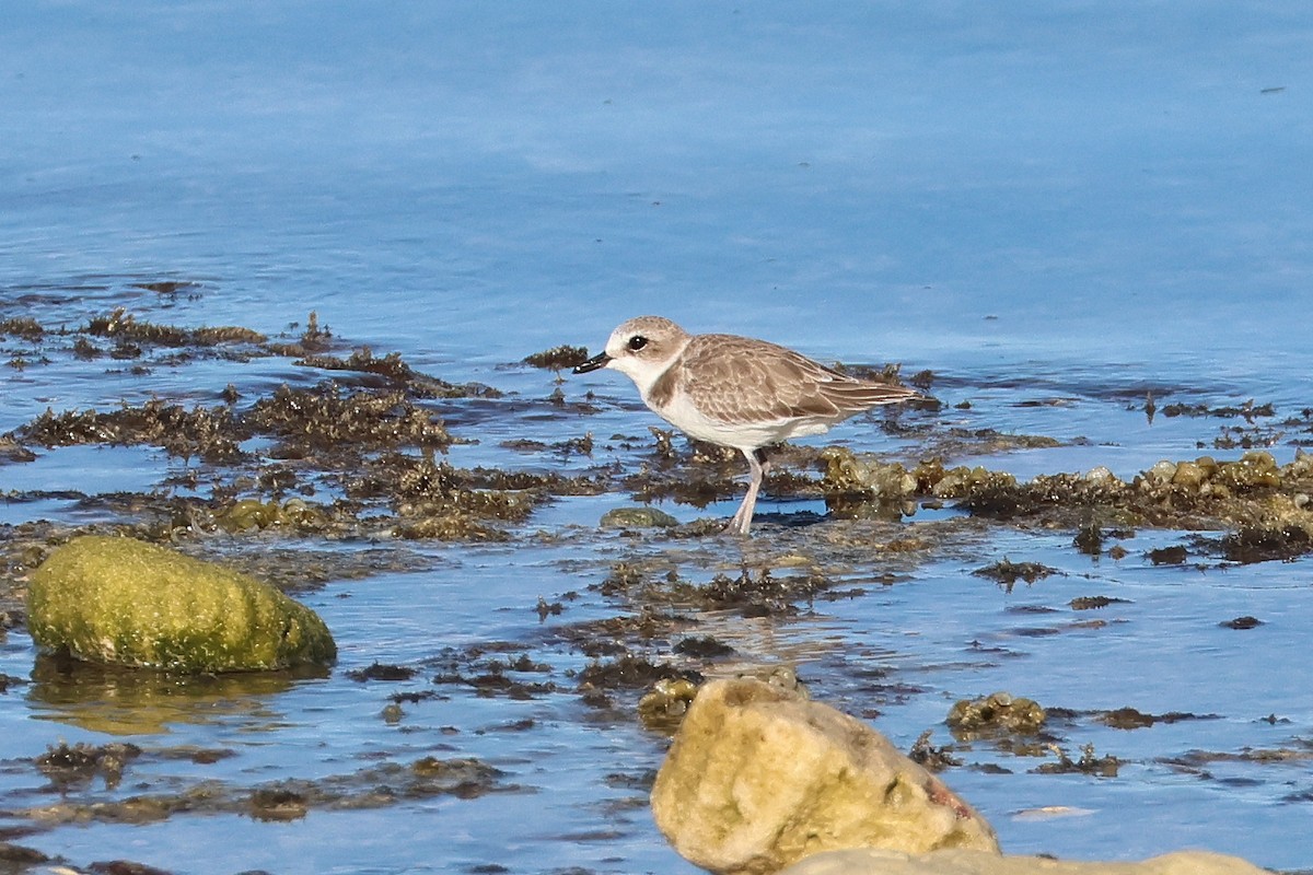 Kentish Plover - ML646669688