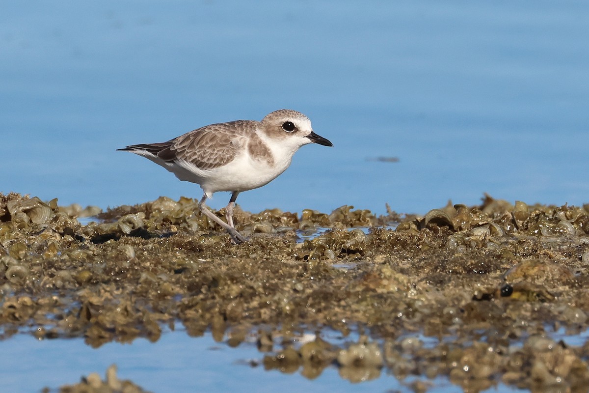 Kentish Plover - ML646669689