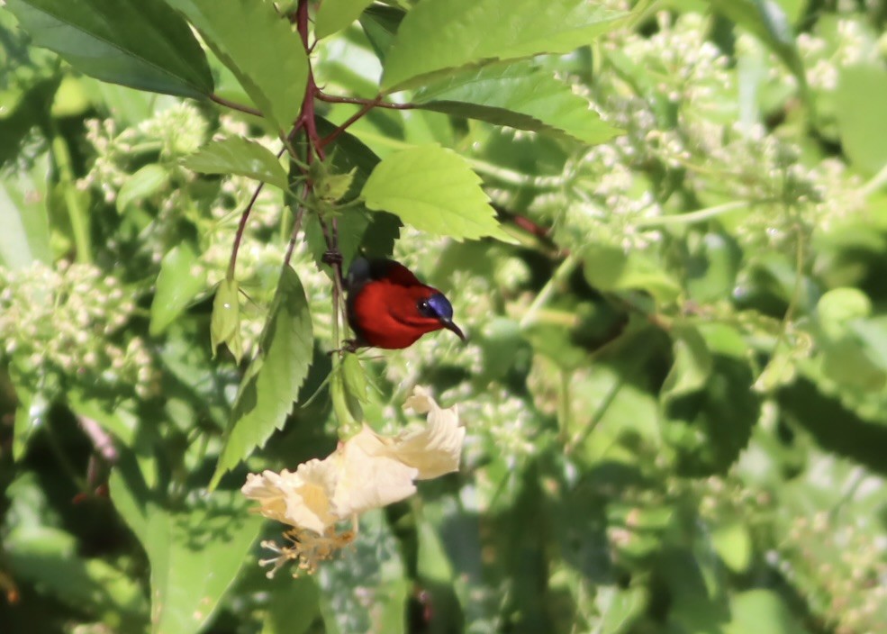 Crimson Sunbird - ML646669690