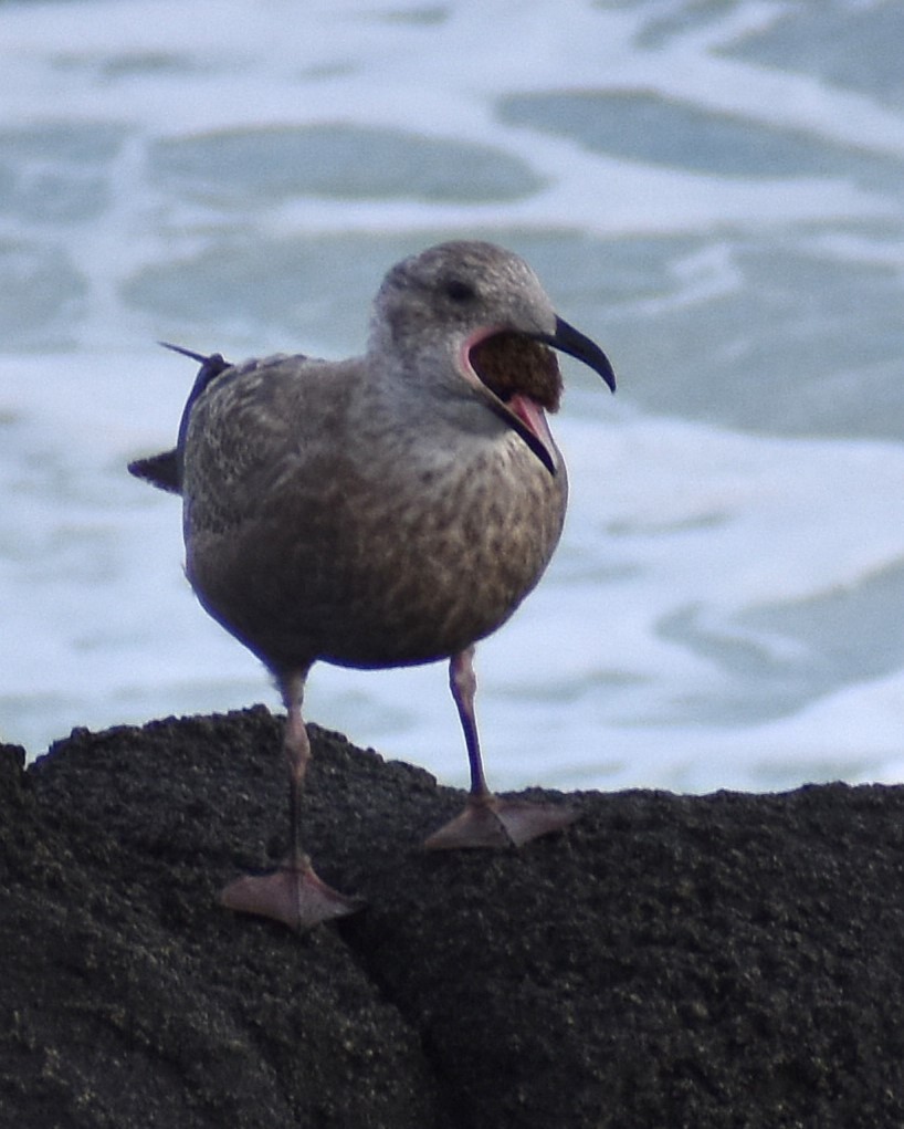 Slaty-backed Gull - ML646669693