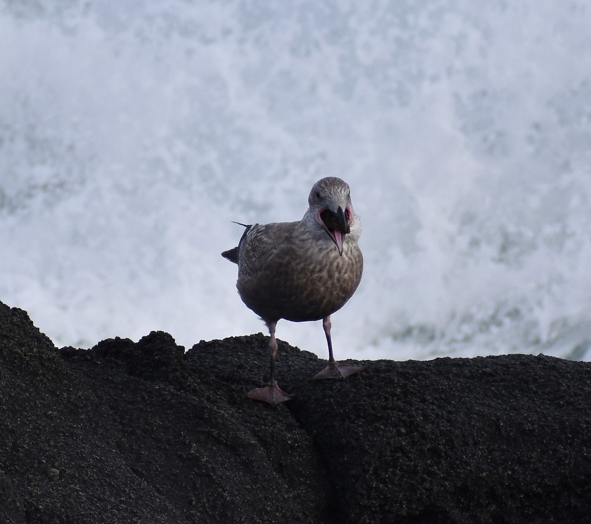 Slaty-backed Gull - ML646669694