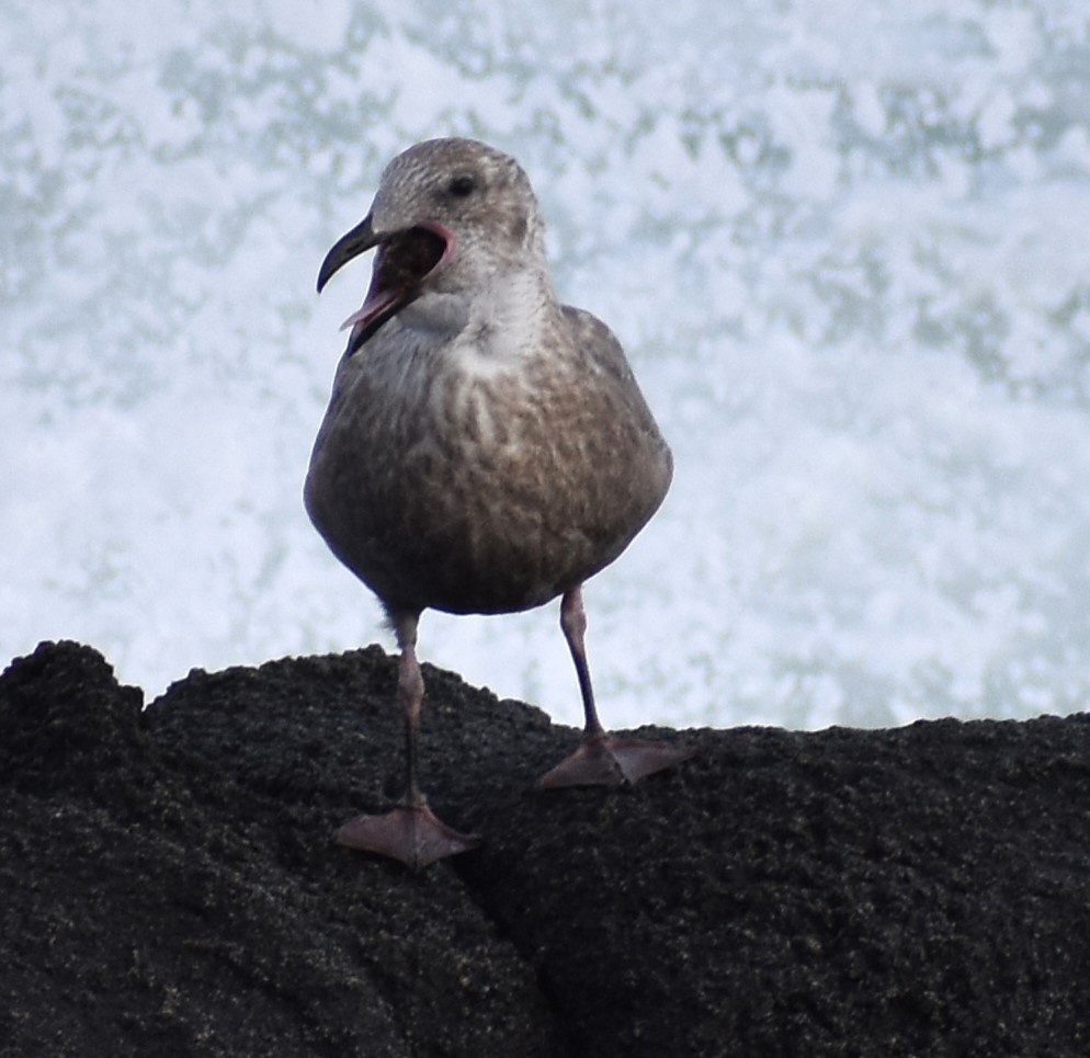 Slaty-backed Gull - ML646669695
