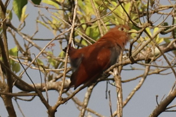 Common Squirrel-Cuckoo - ML646669696